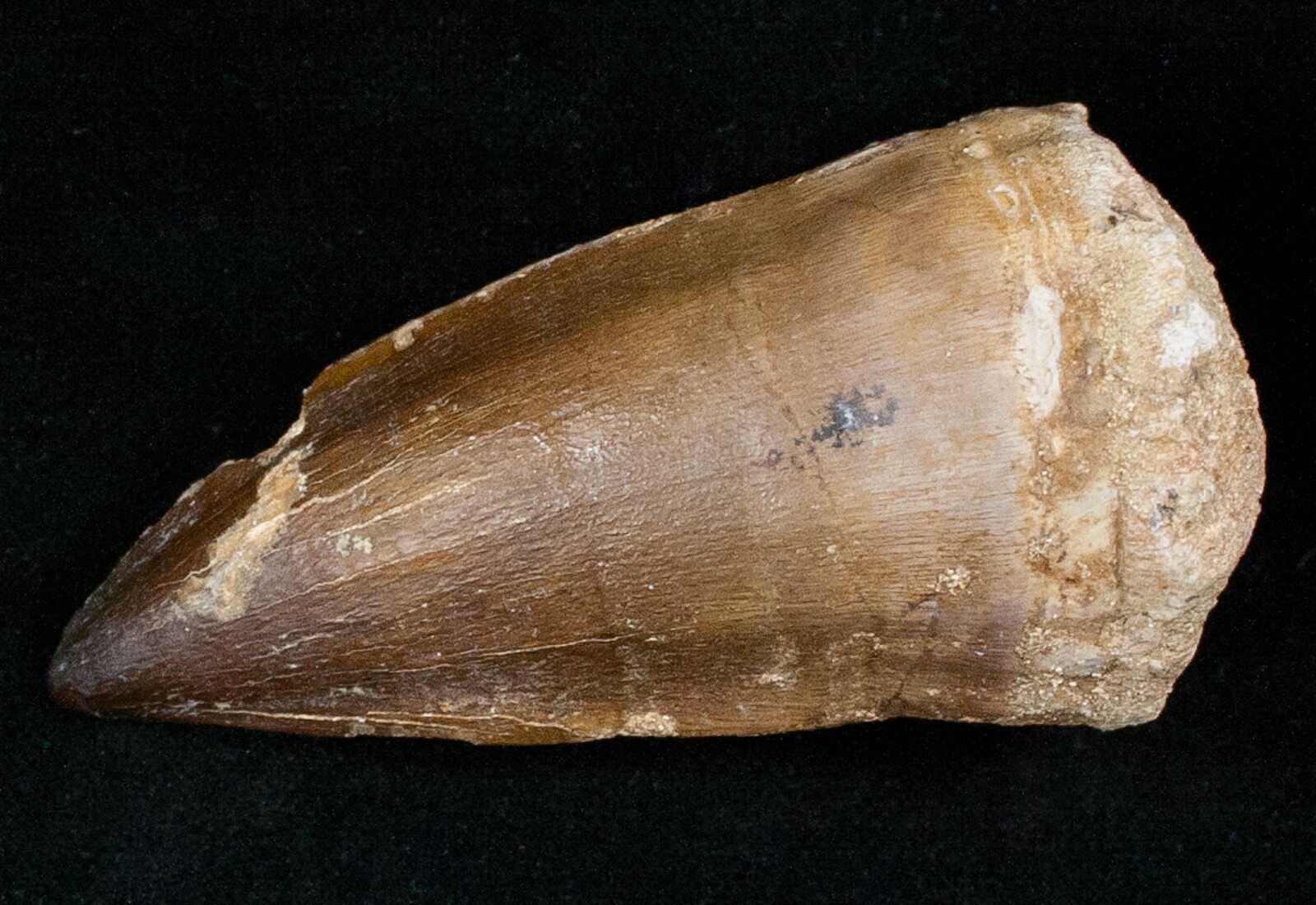 real mosasaur tooth