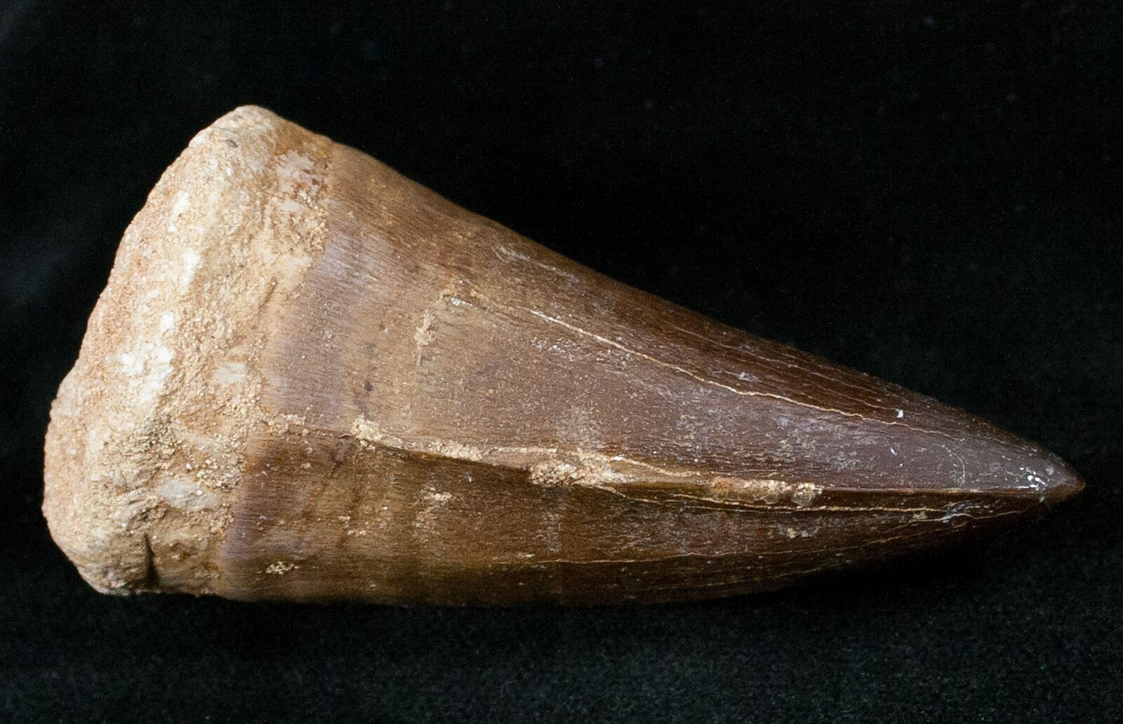mosasaur teeth identification