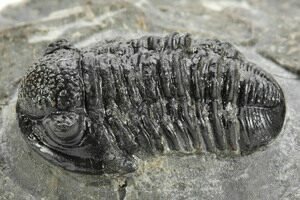 Finest Fossil Gerastos granulosus Trilobite with Exceptional Preservation 
