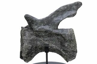 Sauropod Dinosaur (Diplodocus) Caudal Vertebra - Colorado #222507