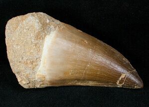 Extra Large Mosasaur Tooth #13575