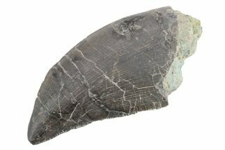 Serrated Dinosaur (Allosaurus) Tooth - Colorado #222520