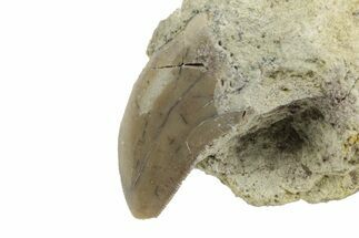 Serrated, Megalosaurid (Marshosaurus) Tooth in Situ - Colorado #222502