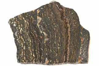 Polished Tiger Iron Stromatolite Slab - Billion Years #222024