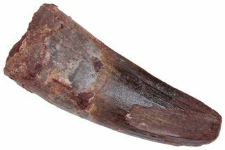 Robust, Fossil Spinosaurus Tooth - Real Dinosaur Tooth #222636