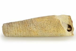 Ordovician, Cephalopod (Allumettoceras) Fossil - Wisconsin #221303