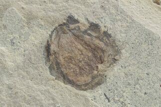 Detailed Fossil Fruit - Green River Formation, Utah #219770