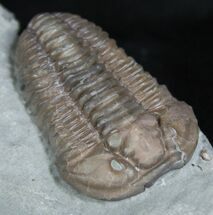 Sweet Ohio Flexicalymene Trilobite #2295