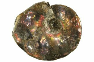 Flashy Ammonite Fossil - Alberta Ammolite #222712