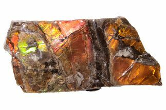 Iridescent Ammolite (Fossil Ammonite Shell) - Alberta, Canada #222732