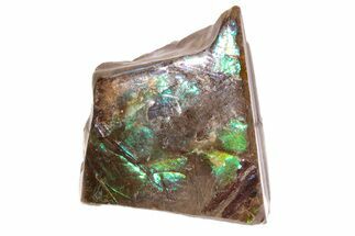 Iridescent Ammolite (Fossil Ammonite Shell) - Alberta, Canada #222742