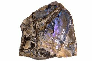 Iridescent Ammolite (Fossil Ammonite Shell) - Rare Purple Color! #222747