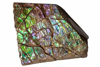 Iridescent Ammolite (Fossil Ammonite Shell) - Rare Purple Color! #222754