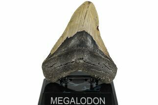 Fossil Megalodon Tooth - North Carolina #221819