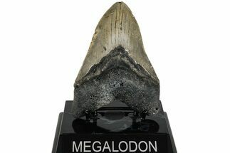 Fossil Megalodon Tooth - North Carolina #221841