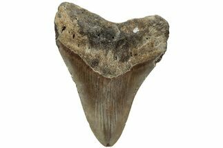 Fossil Megalodon Tooth - North Carolina #219438