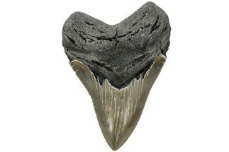 Serrated, Fossil Megalodon Tooth - North Carolina #219456