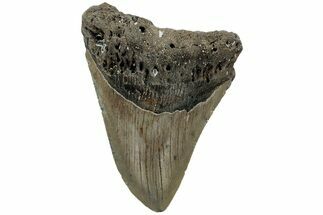 Fossil Megalodon Tooth - North Carolina #219471