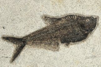 Detailed Fossil Fish (Diplomystus) - Wyoming #222826