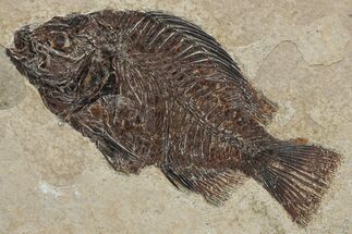 Fossil Fish (Cockerellites) - Wyoming #222847