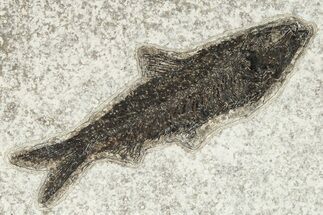 Fossil Fish (Knightia) - Wyoming #222839