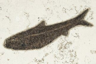 Fossil Fish (Knightia) - Inch Layer #222845