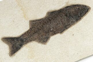 Uncommon Fish Fossil (Mioplosus) - Wyoming #222857