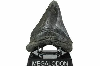 Bargain, Fossil Megalodon Tooth - South Carolina #221738