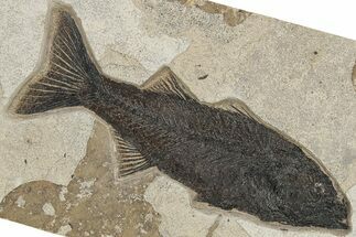 Uncommon Fish Fossil (Mioplosus) - Wyoming #222859