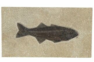 Uncommon Fish Fossil (Mioplosus) - Wyoming #222860