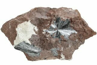 Metallic, Needle-Like Pyrolusite Crystals - Morocco #220644