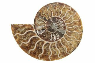 Cut & Polished Ammonite Fossil (Half) - Madagascar #223191