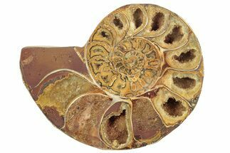 Jurassic Cut & Polished Ammonite Fossil (Half) - Madagascar #223255