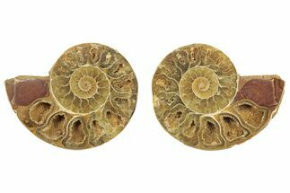 Jurassic Cut & Polished Ammonite Fossil - Madagascar #223240