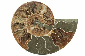 Cut & Polished Ammonite Fossil (Half) - Madagascar #223215