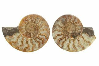 Bargain, Cut & Polished, Agatized Ammonite Fossil - Madagascar #223115