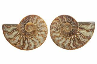 Cut & Polished, Agatized Ammonite Fossil - Madagascar #223116