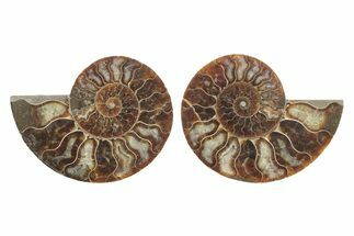 Cut & Polished, Agatized Ammonite Fossil - Madagascar #223122