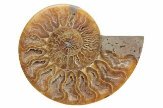 Cut & Polished Ammonite Fossil (Half) - Madagascar #223145