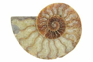 Cut & Polished Ammonite Fossil (Half) - Madagascar #223148