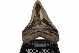 Fossil Megalodon Tooth - North Carolina #223632