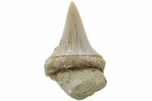 Highly Serrated Fossil Great White Shark Tooth - 1.66 (#12881