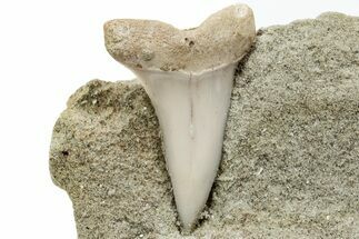 Fossil Mako Shark Tooth On Sandstone - Bakersfield, CA #223713