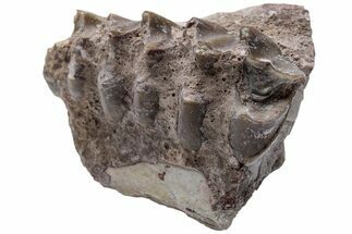 Oreodont (Merycoidodon) Jaw Section - South Dakota #223608