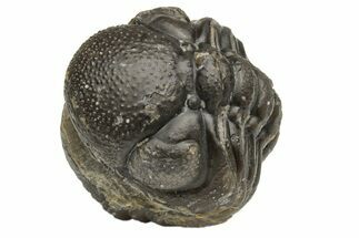 Wide, Enrolled Austerops Trilobite - Morocco #224017