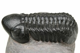 Beautiful, Black Reedops Trilobite - Morocco #224396