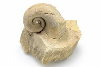 Ordovician Gastropod (Salpingostoma) Fossil - Wisconsin #224273