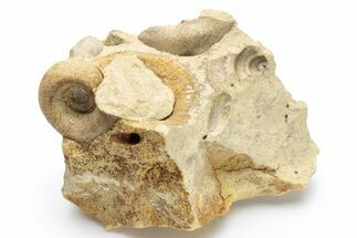 Ordovician Gastropod (Salpingostoma) Fossil - Wisconsin #224274