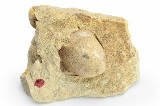 Ordovician Gastropod (Sinuites) Fossil - Wisconsin #224323