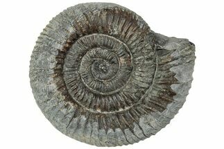 Ammonite (Dactylioceras) Fossil - England #223843